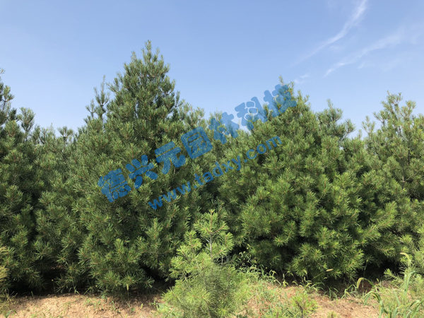 �c(di��n)���鿴Ԕ��(x��)��Ϣ��(bi��o)�}����Ƥ�� ��x�Δ�(sh��)��2331