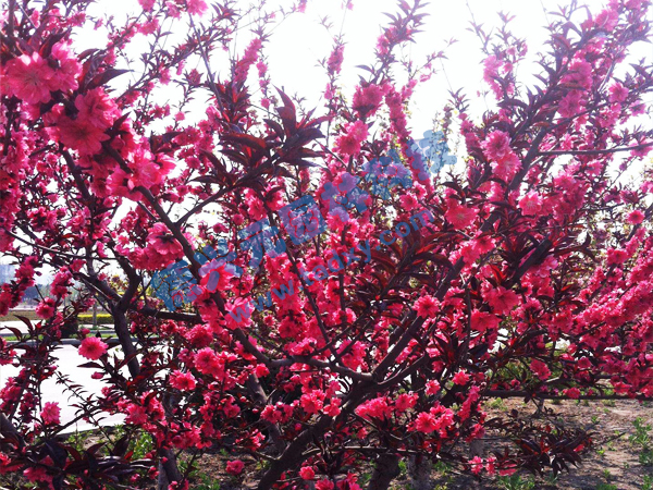 �c(di��n)���鿴Ԕ��(x��)��Ϣ��(bi��o)�}������ ��x�Δ�(sh��)��2399