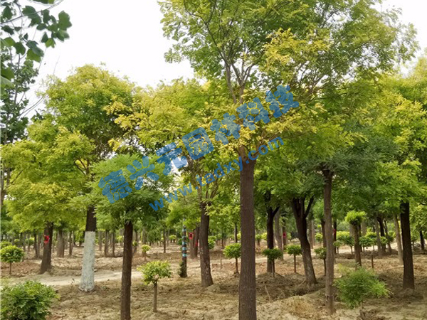 �c(di��n)���鿴Ԕ��(x��)��Ϣ��(bi��o)�}�����~�� ��x�Δ�(sh��)��2397