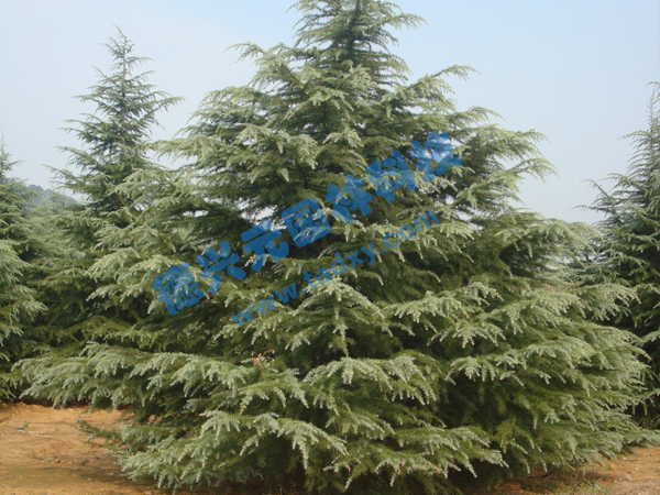 �c(di��n)���鿴Ԕ��(x��)��Ϣ��(bi��o)�}��ѩ�� ��x�Δ�(sh��)��1999