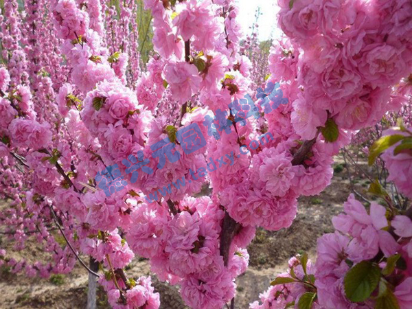 �c(di��n)���鿴Ԕ��(x��)��Ϣ��(bi��o)�}���ѻ� ��x�Δ�(sh��)��2055