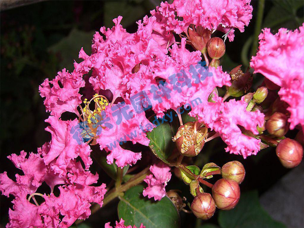 �c(di��n)���鿴Ԕ��(x��)��Ϣ��(bi��o)�}����ޱ ��x�Δ�(sh��)��1899