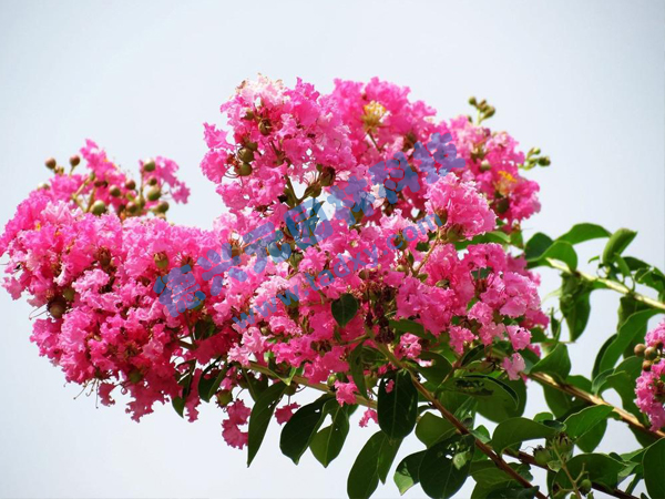 �c(di��n)���鿴Ԕ��(x��)��Ϣ��(bi��o)�}����ޱ ��x�Δ�(sh��)��1998